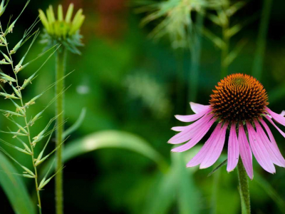 posilnete-imunitu-s-echinacea-forte-stravite-podzim-bez-bacilu-1407.jpg